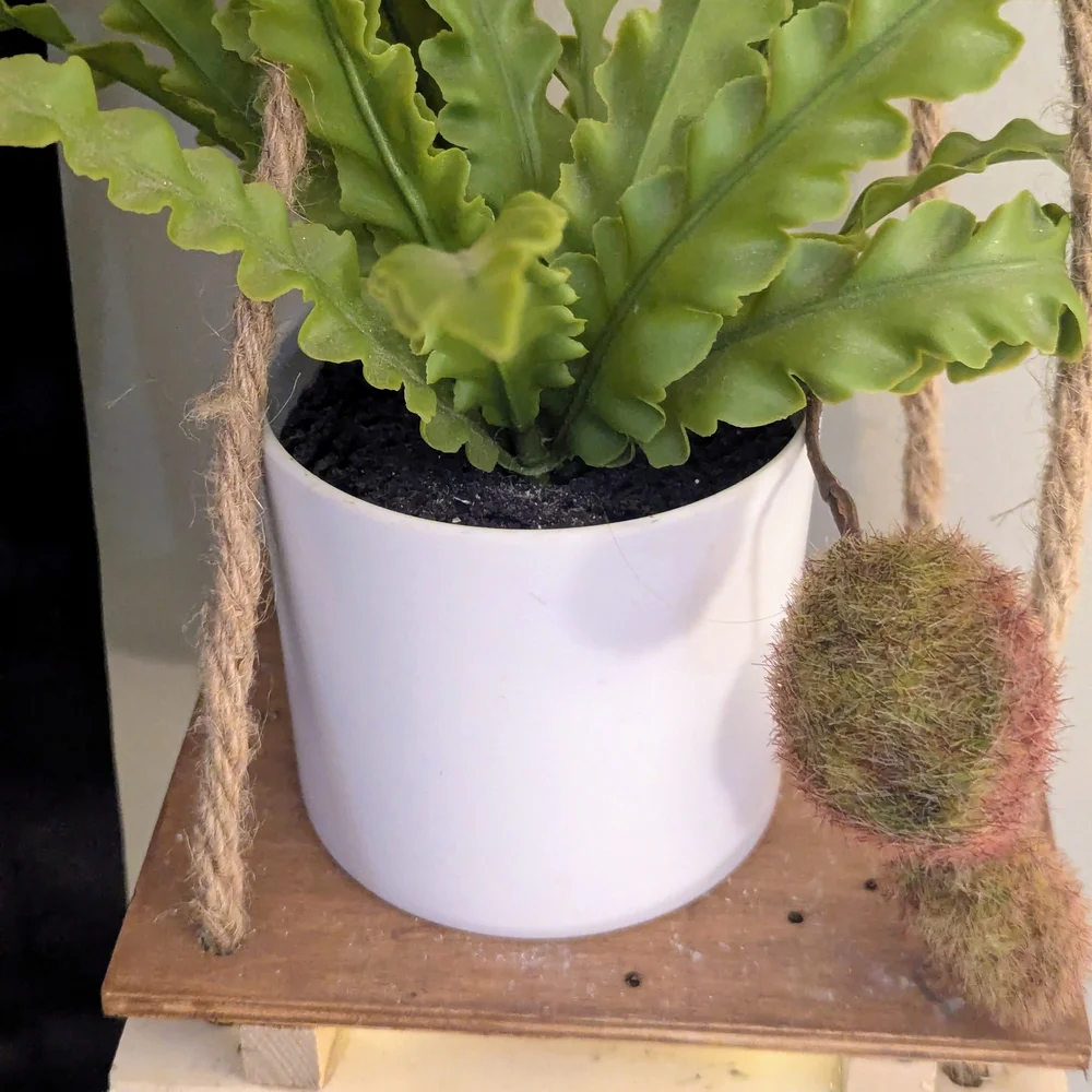 Natural Rope Hanging Shelf with Rubber Plant In White Planter